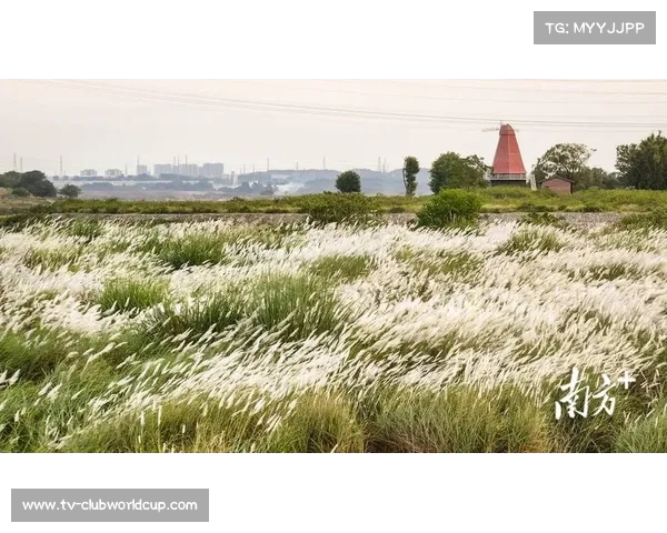 在阿尔卑斯的巅峰之上，梦想之花悄然绽放的绝美旅程