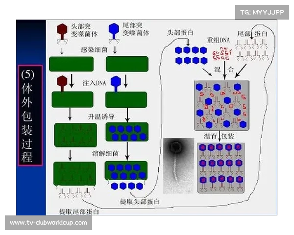 特尔斯达客场挑战赛前分析及拿分策略探讨